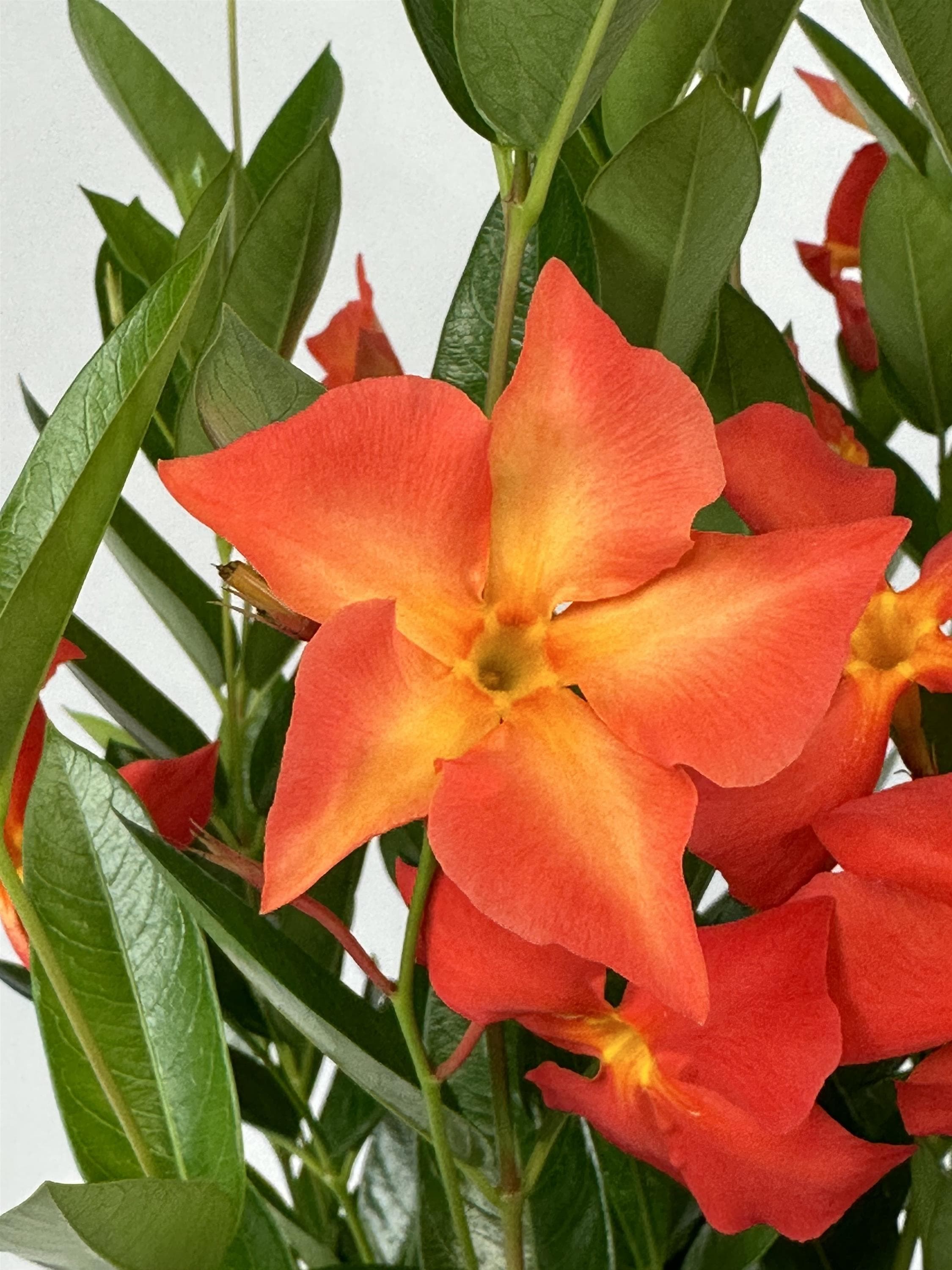 Dipladenia FiredUp Orange