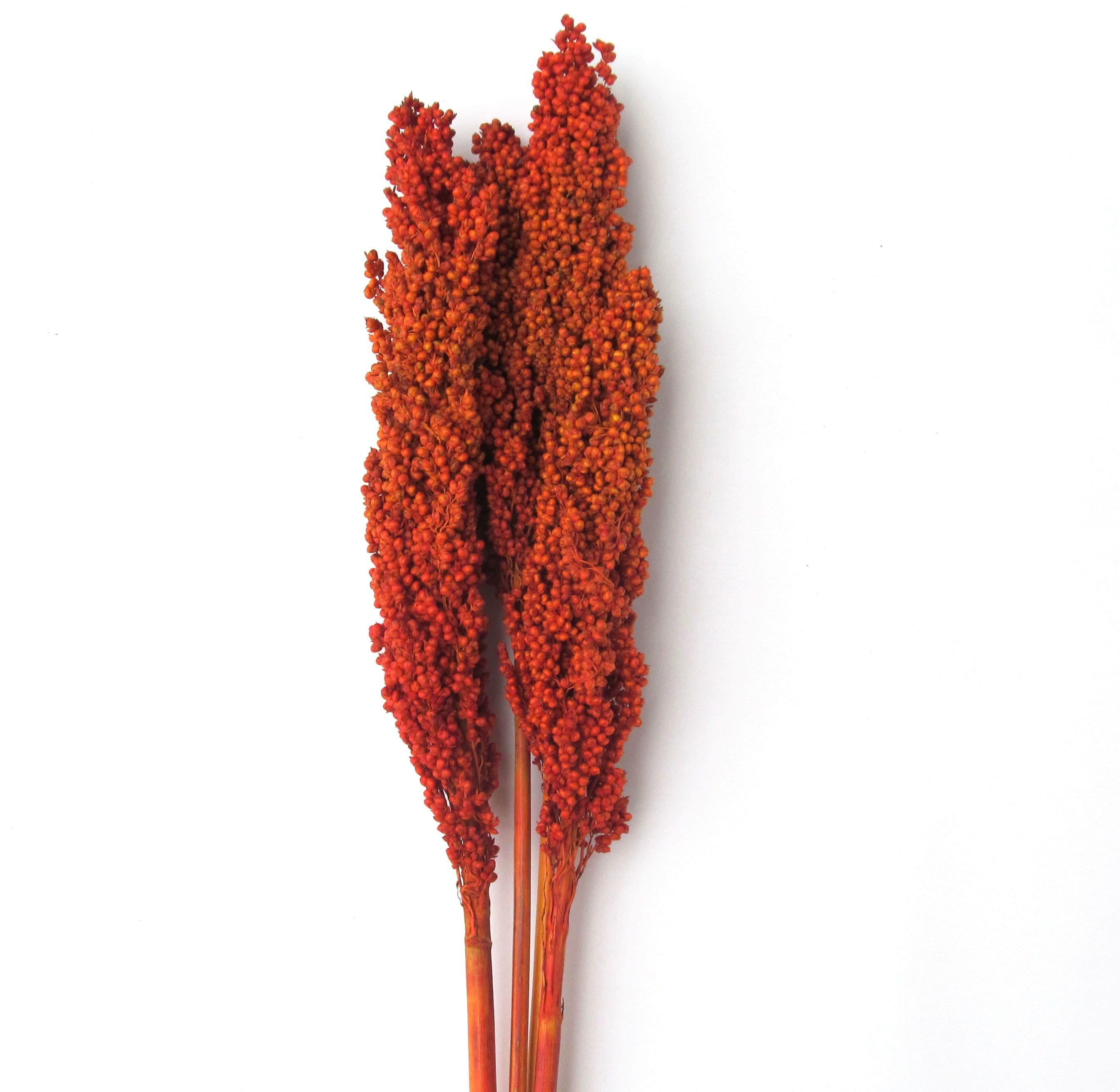 Milo Berries Orange 28"