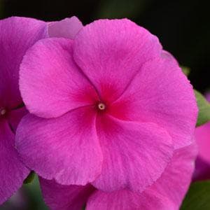 Vinca Cora XDR Strawberry