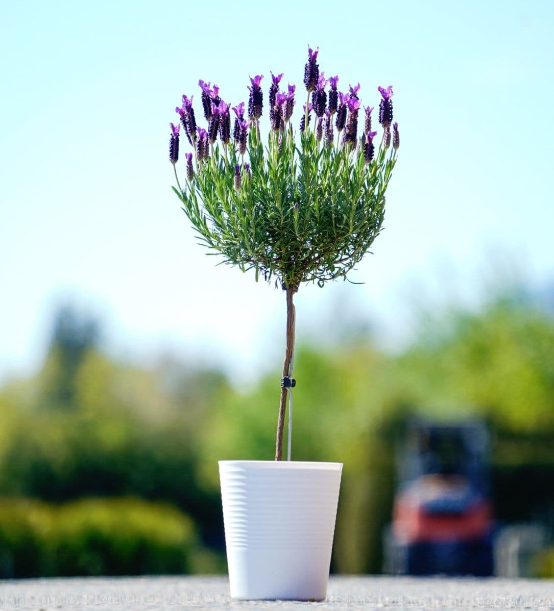 Lavender Spanish Topiary