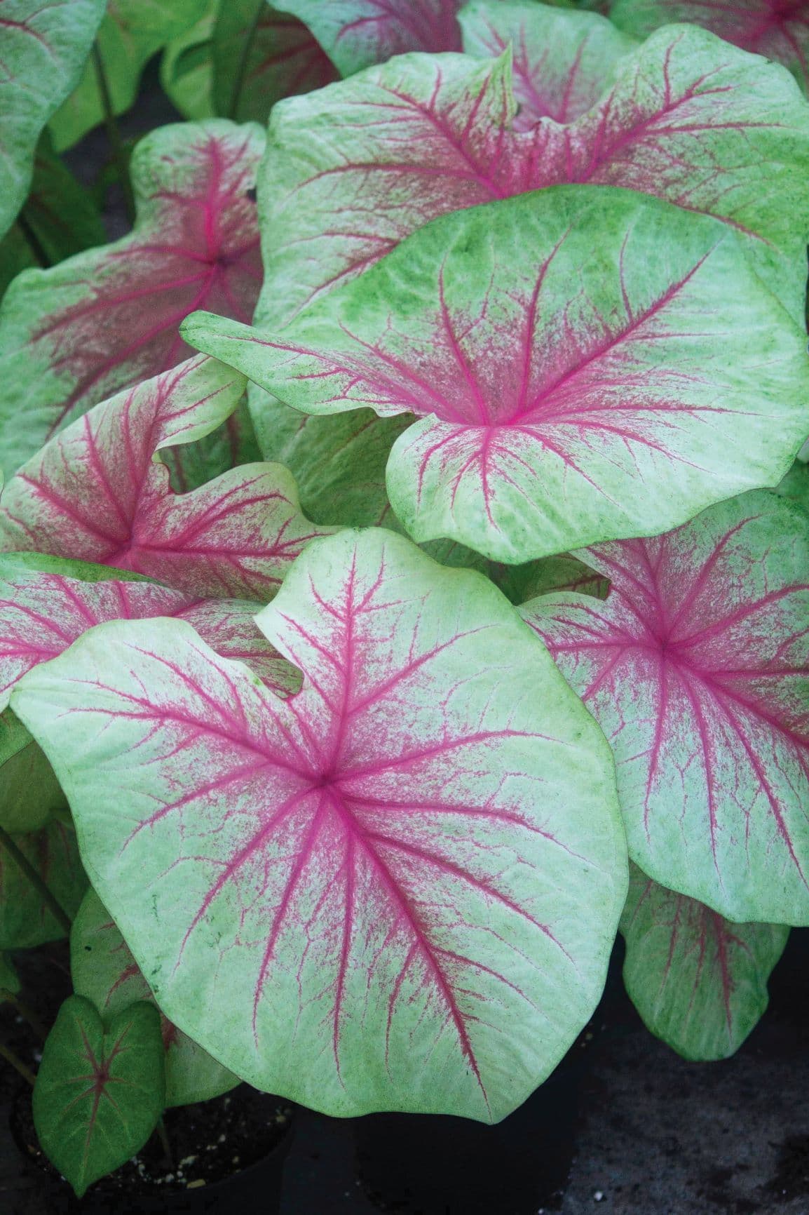 Caladium Mint Julep