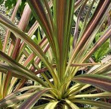 Cordyline Chocolate Mint