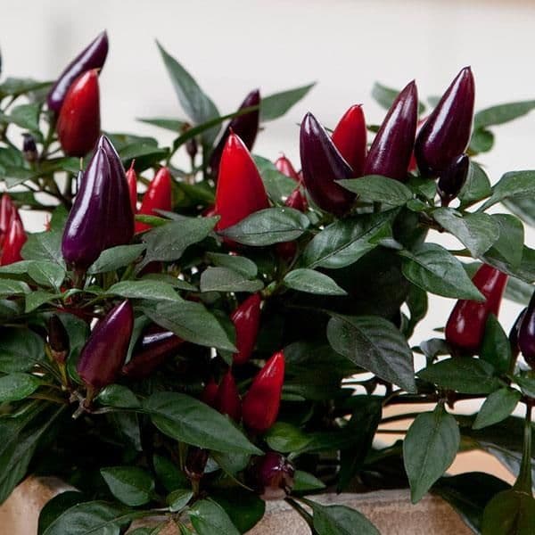 Pepper Acapulco Purple