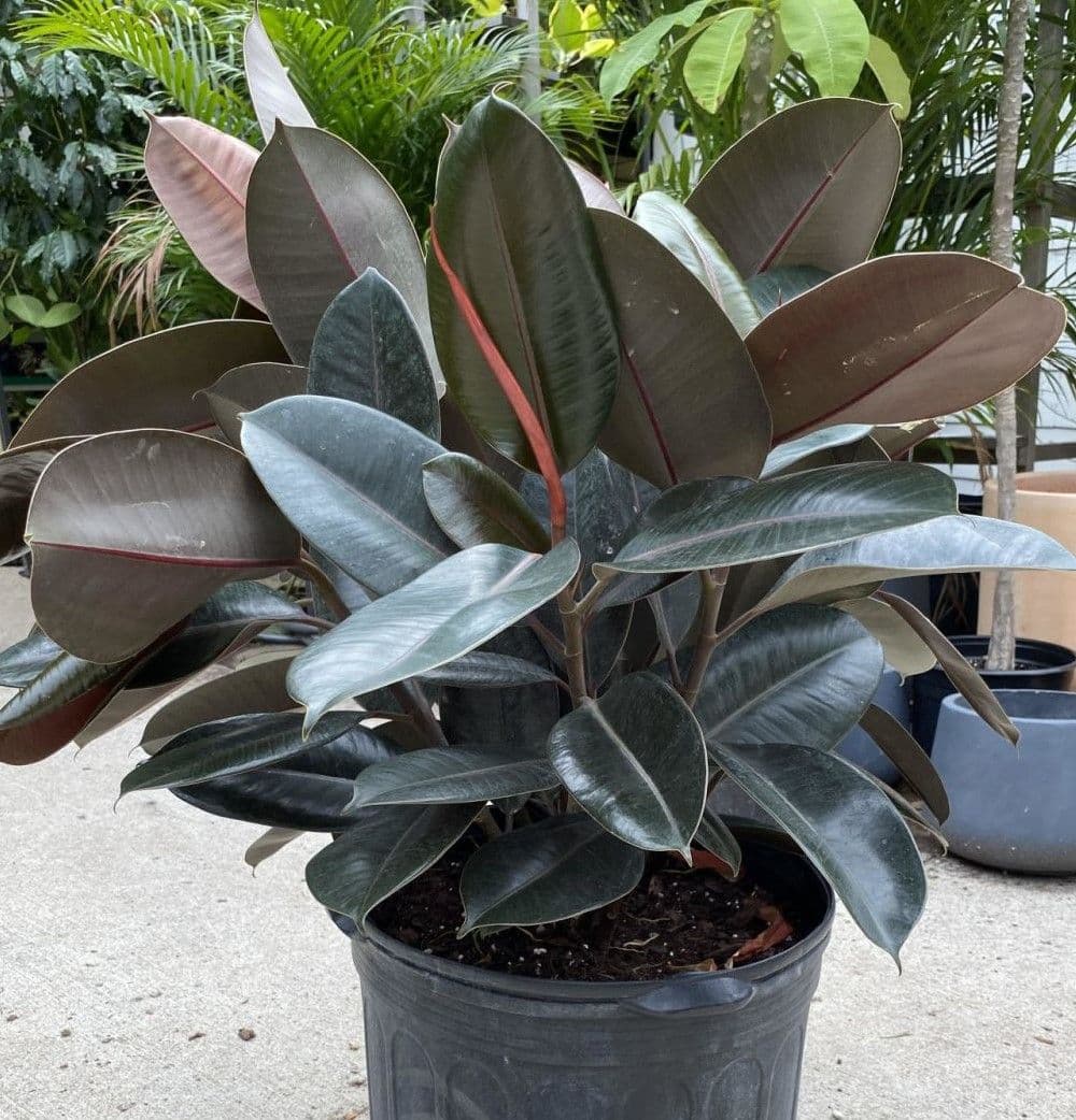 Ficus Burgundy