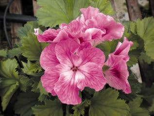 Geranium Regal Cherry Blush