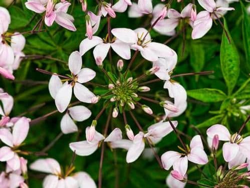 Cleome Senorita Blanca