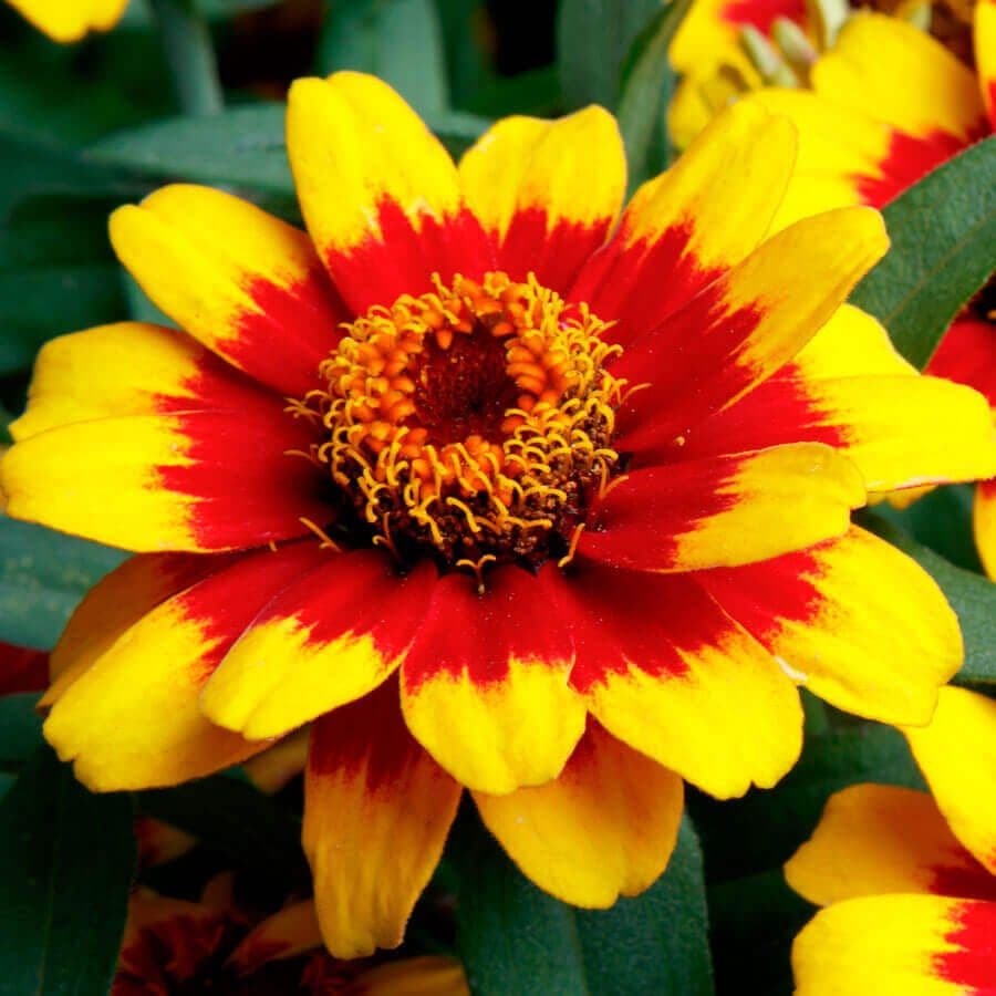 Zinnia Profusion Red Yellow Bicolor