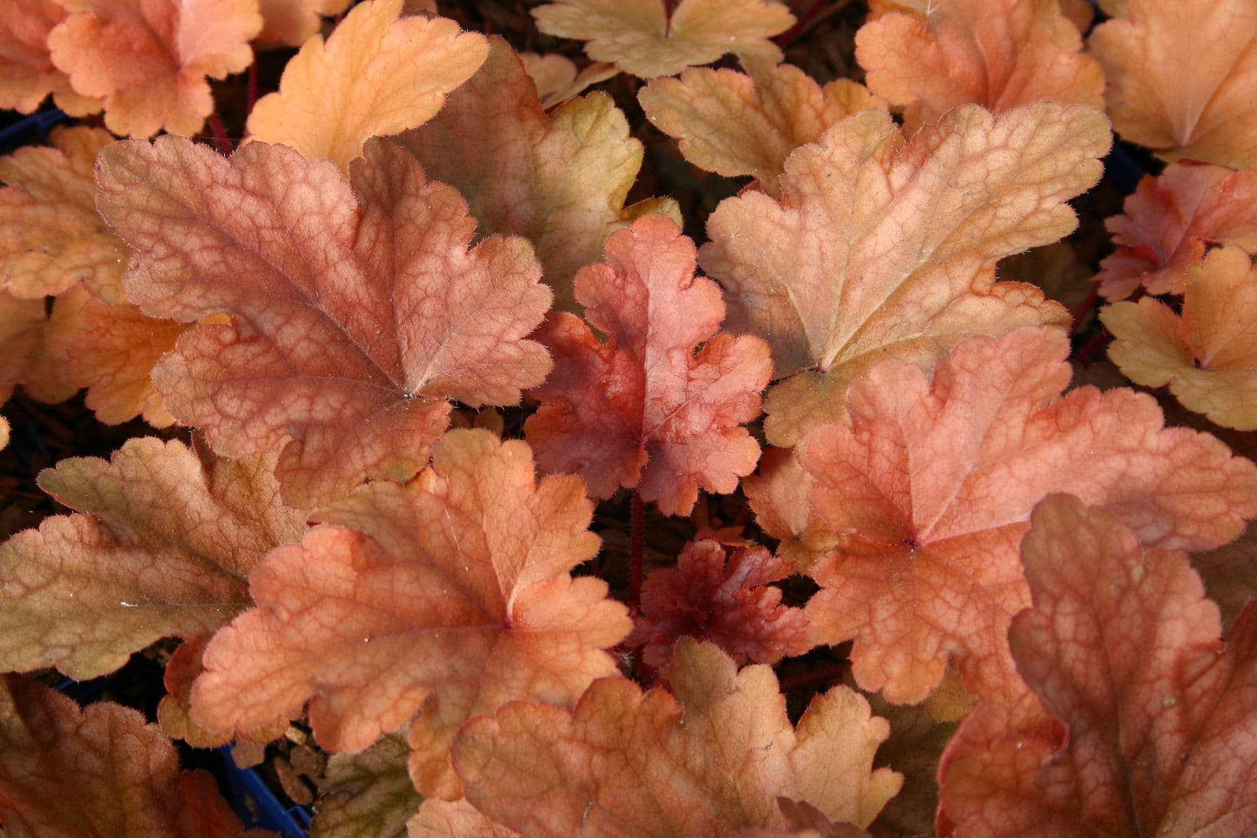 Heuchera Peach Flambe