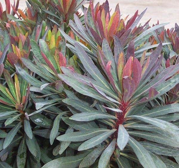 Euphorbia Blackbird