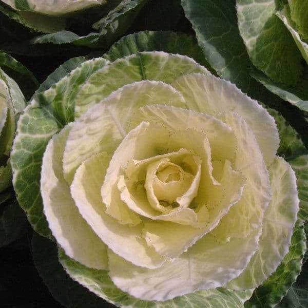 Kale Crane White