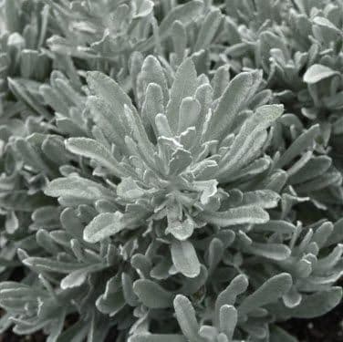 Helichrysum Silver Yarns