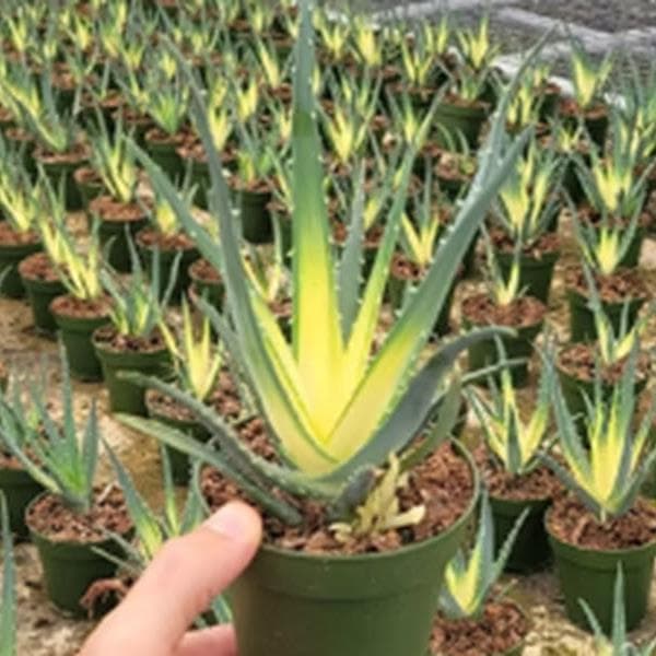 Aloe Solar Flare