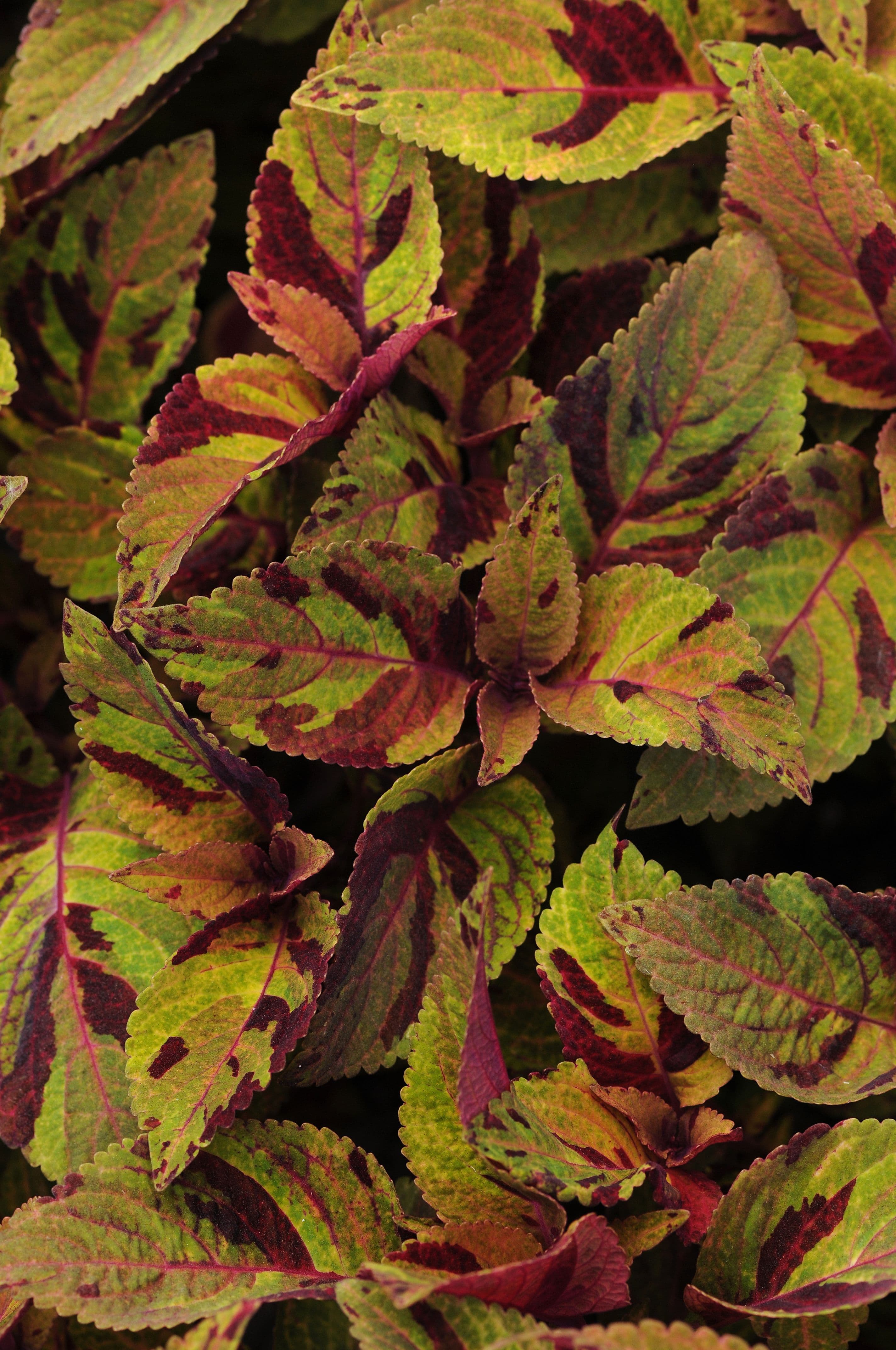 Coleus Premium Sun Mighty Mosaic