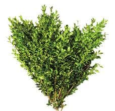 Boxwood Case