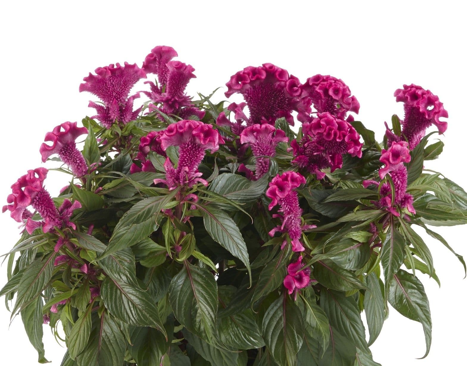 Celosia Hot Topic Pink