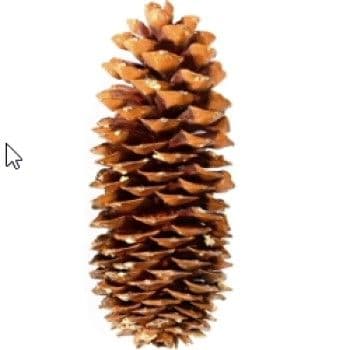 Pine Cone Sugar 24" Stem