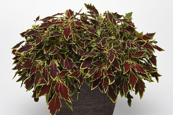 Coleus Flamethrower Cajun Spice