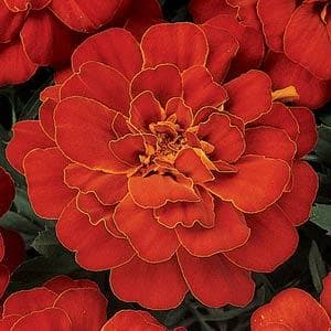 Marigold Durango Red