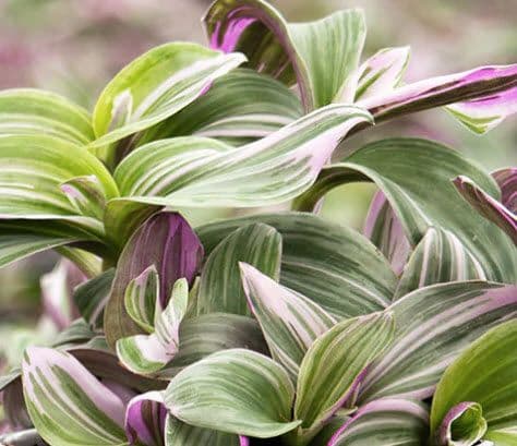 Tradescantia Nanouk