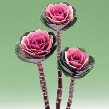 Kale Crane Pink