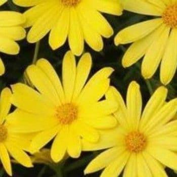 Osteospermum Voltage Yellow
