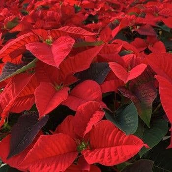 Poinsettia Red