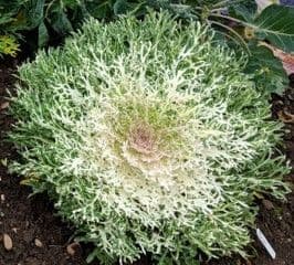 Kale Peacock White