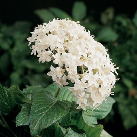 Pentas Butterfly White