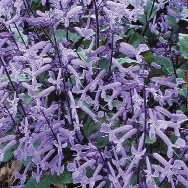 Plectranthus Mona Lavender