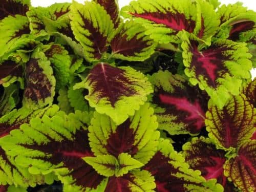Coleus Kong Rose