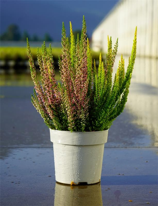 Calluna Skyline Trio Combo