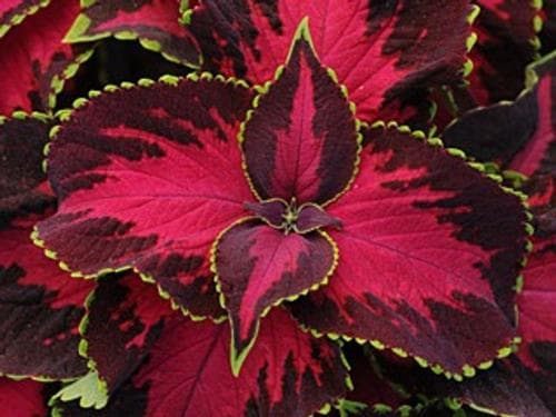 Coleus Chocolate Covered Cherry