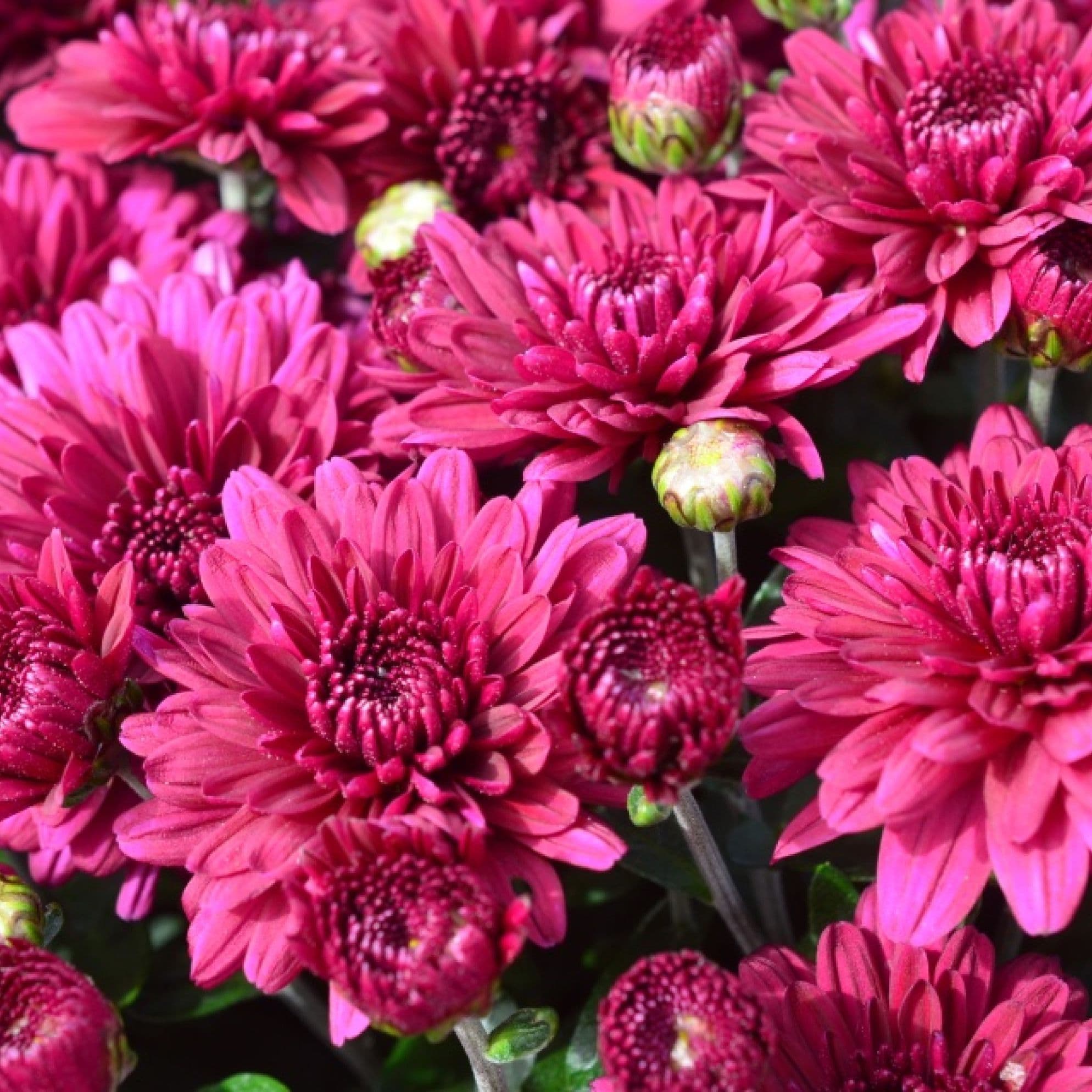 Mum Purple