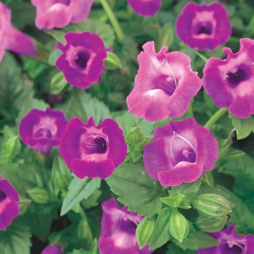 Torenia Summer Wave Large Amethyst