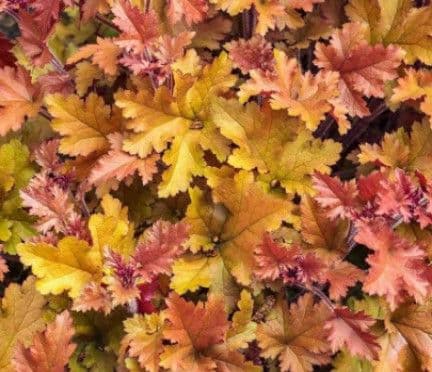 Heuchera Crème Brulee