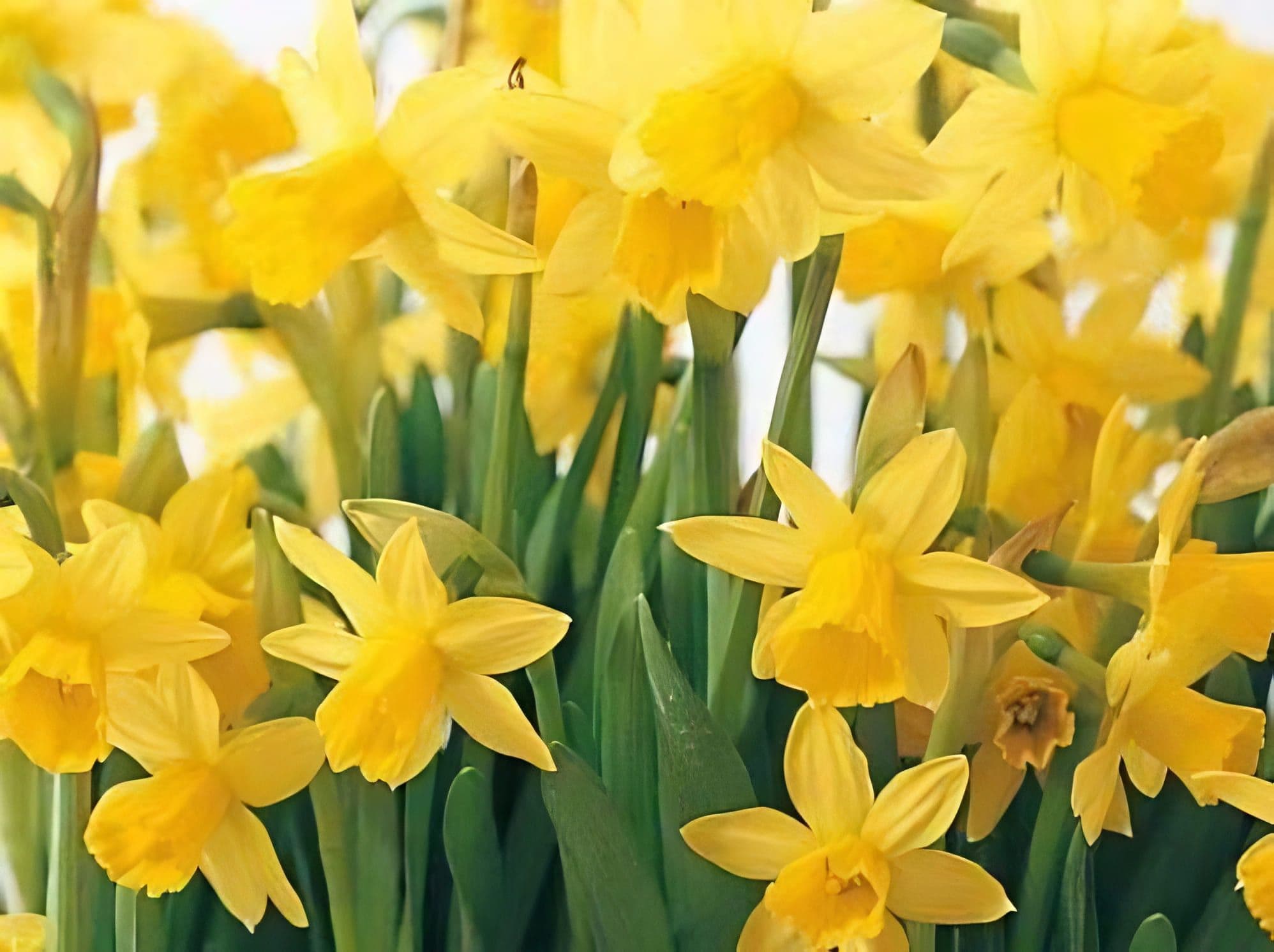 Daffodil Tete A Tete