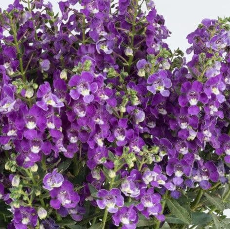 Angelonia Alonia Dark Lavender