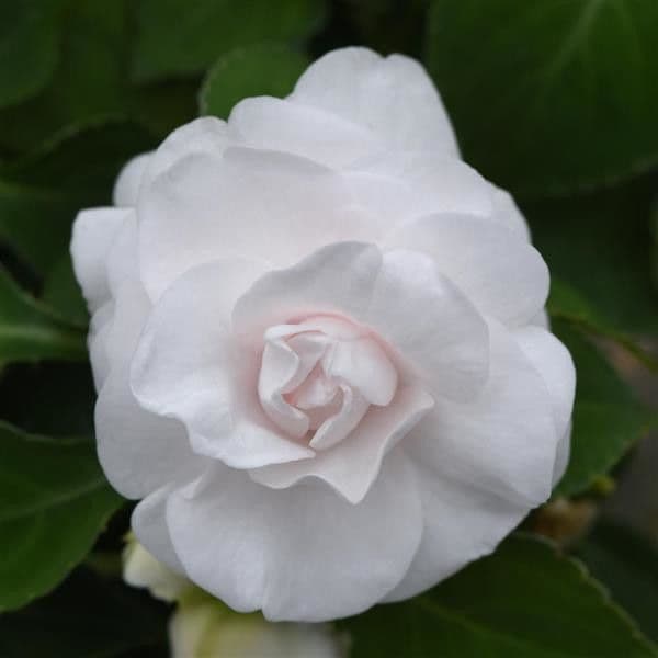Impatiens Glimmer White