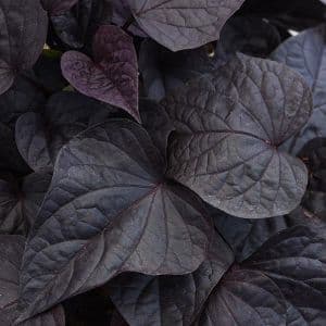 Ipomoea Spotlight Black Heart