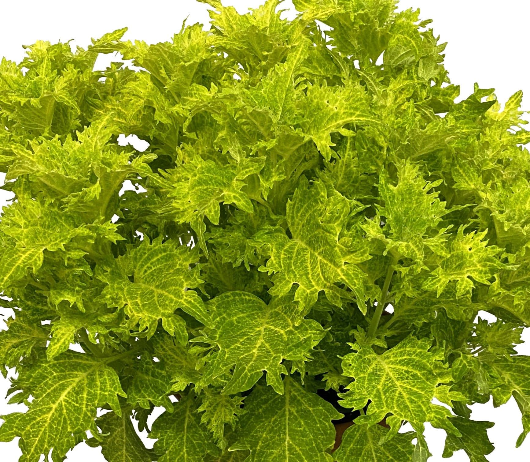 Coleus Terrascape Lime and Shine