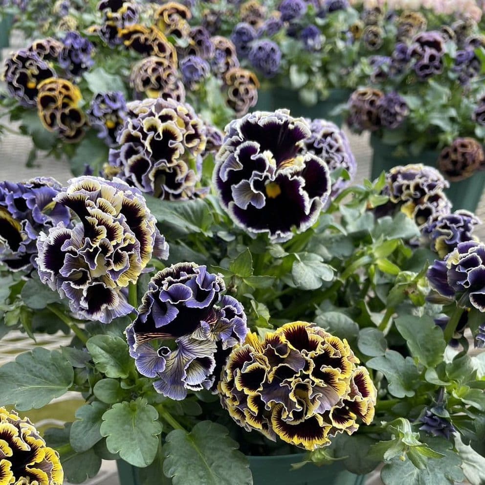 Pansy Elegance Dusk to Dawn