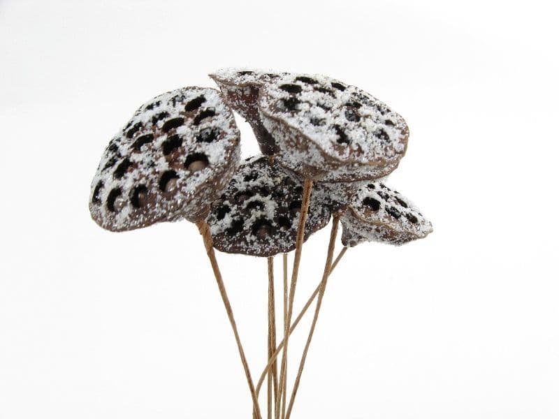 Lotus Pod Snow Covered
