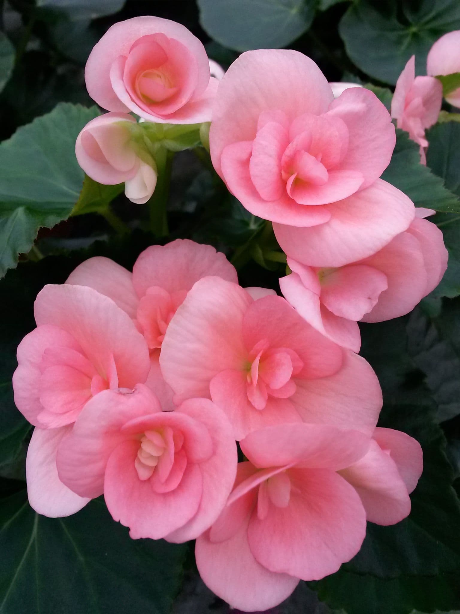 Begonia Rieger Pink