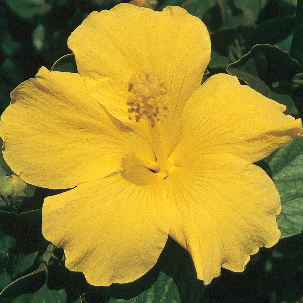 Hibiscus Tradewinds Yellow