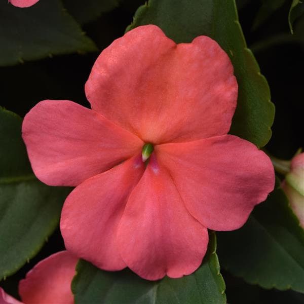 Impatiens Beacon Coral