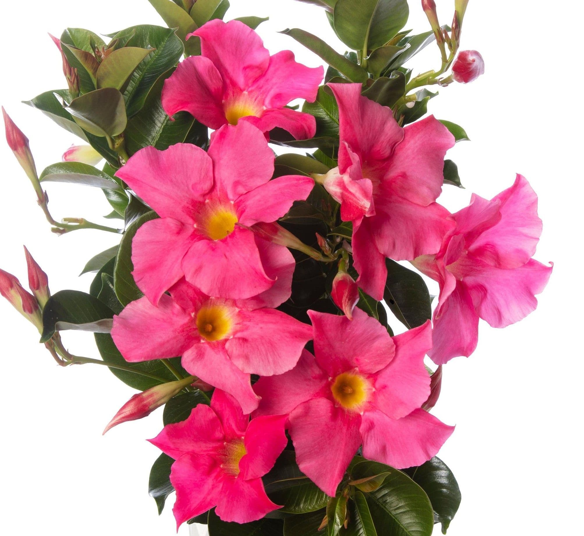 Mandevilla Madinia Petite Pink