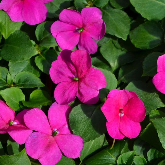 Impatiens Beacon Violet Shades