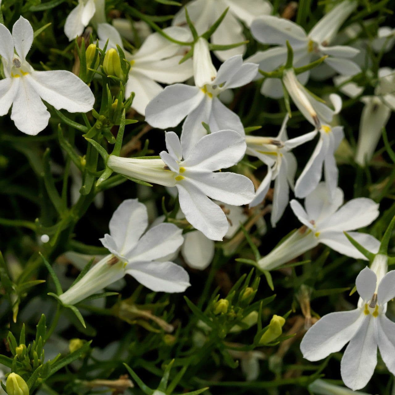 Lobelia Techno Heat Upright White