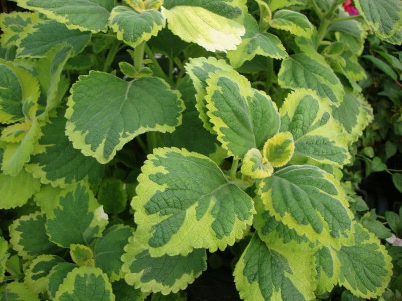 Plectranthus Lemon Twist