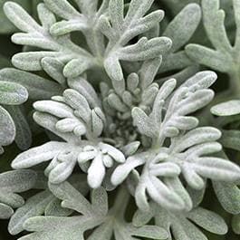 Artemesia Fancy Filler Sea Salt